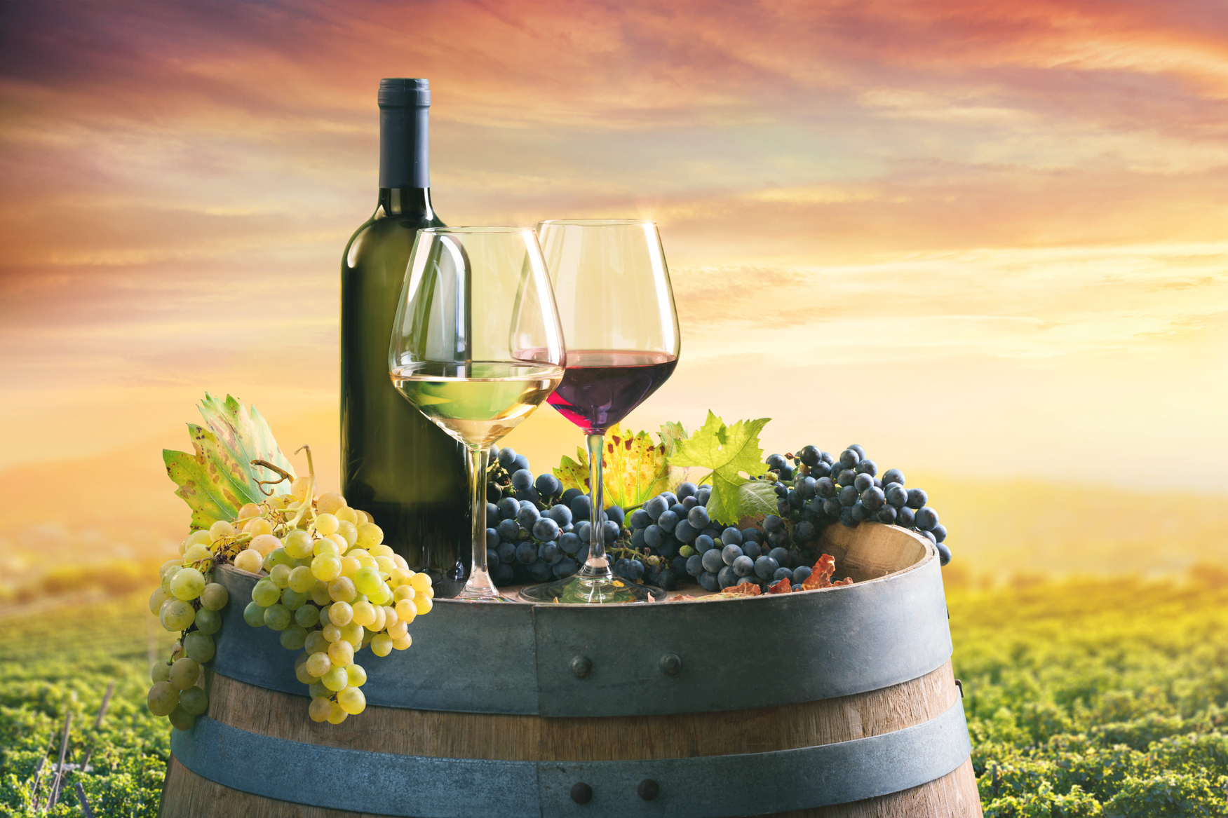 7 Proses Pembuatan Wine dari Anggur yang Baik dan Berkualitas